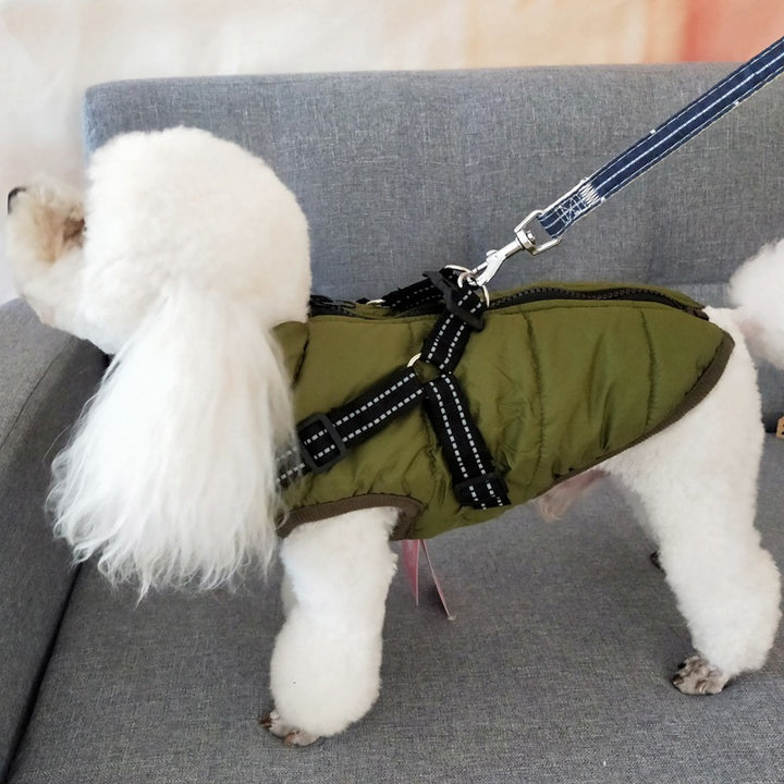 Dog wearing padded winter coat with harness