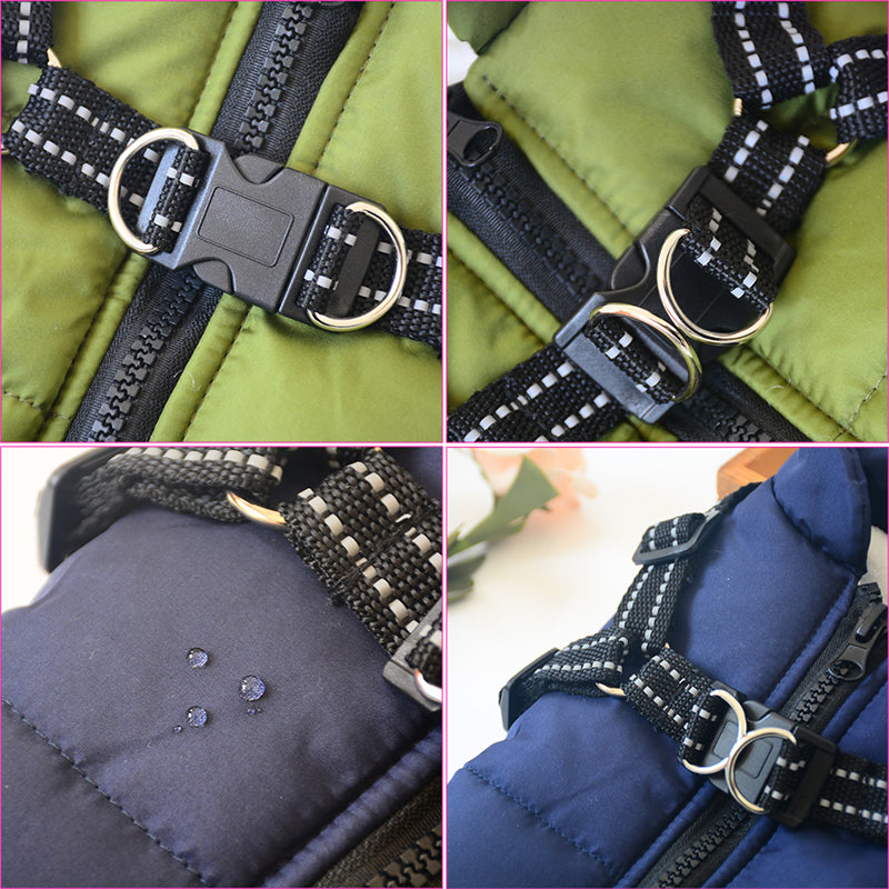 Dog wearing padded winter coat with harness