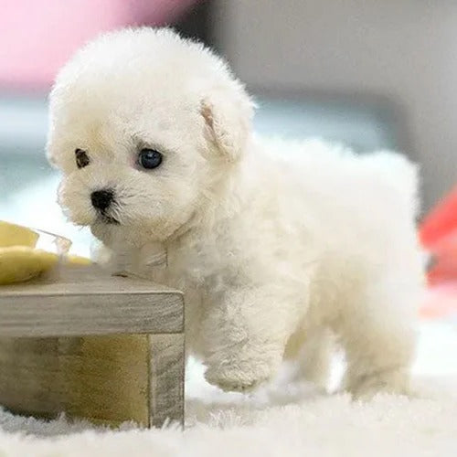Colverro™ Interactive Plush Puppy Toy That Walks and Barks