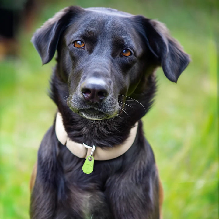 Colverro™ Bluetooth Pet Tracker with Find My Pet Beep and Safe Zones
