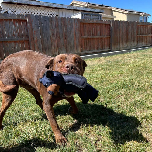 Colverro™ Tough Squeaky Plush Dog Toy for Aggressive Chewers