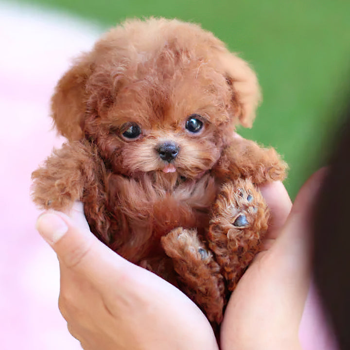 Colverro™ Interactive Robot Puppy Toy That Walks, Barks and Wags Its Tail