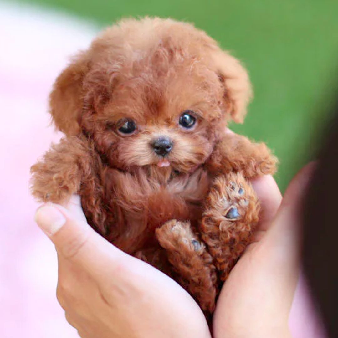 Colverro™ Interactive Robot Puppy Toy That Walks, Barks and Wags Its Tail