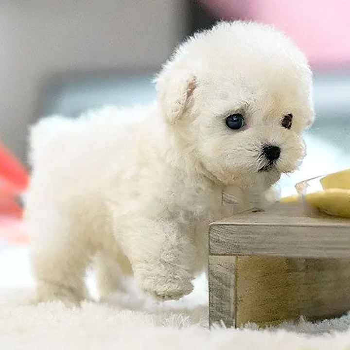 Colverro™ Interactive Robot Puppy Toy That Walks, Barks and Wags Its Tail