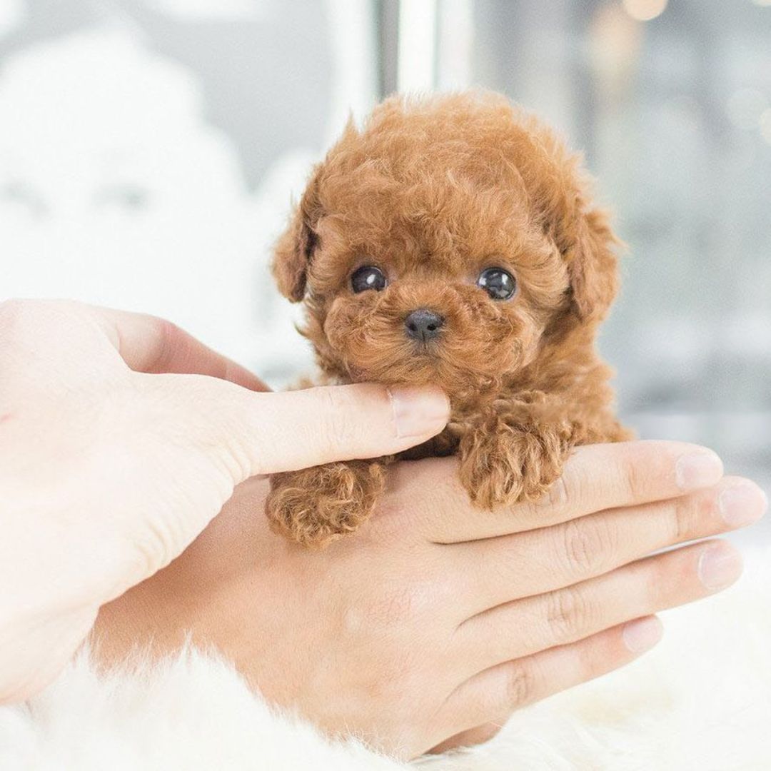 Colverro™ Interactive Robot Puppy Toy That Walks, Barks and Wags Its Tail