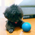 Colverro™ Self-Rolling Smart Ball Toy for Cats and Dogs with 3 Modes
